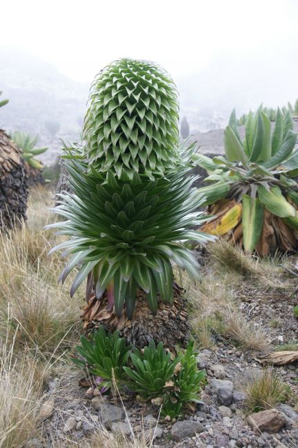 Zdjęcia: Machame Road, Kilimandżaro, Lobelia I, TANZANIA Zdjęcia: Machame Road, Kilimandżaro, Lobelia I, TANZANIA