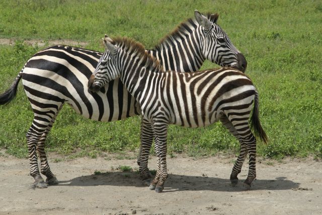 Zdjęcia: Krater ngorongoro, Fajnie z mamą..., TANZANIA Zdjęcia: Krater ngorongoro, Fajnie z mamą..., TANZANIA
