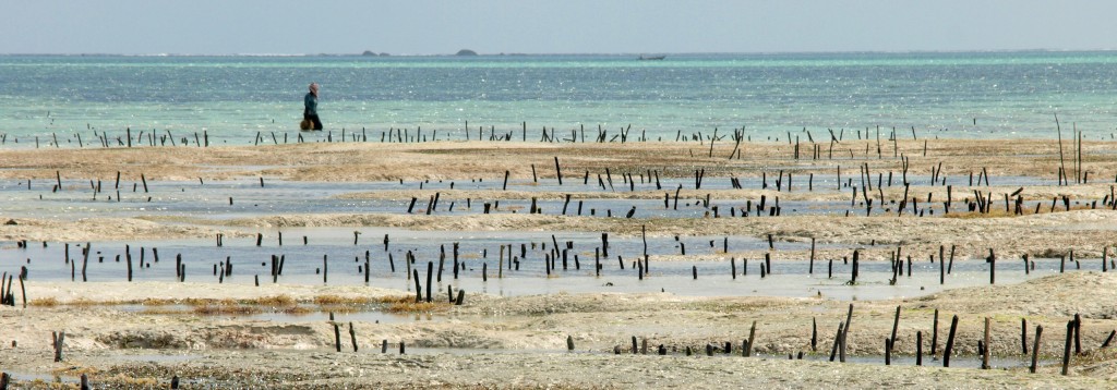 Zdjęcia: Jambiani, Zanzibar, Na farmie alg, TANZANIA Zdjęcia: Jambiani, Zanzibar, Na farmie alg, TANZANIA