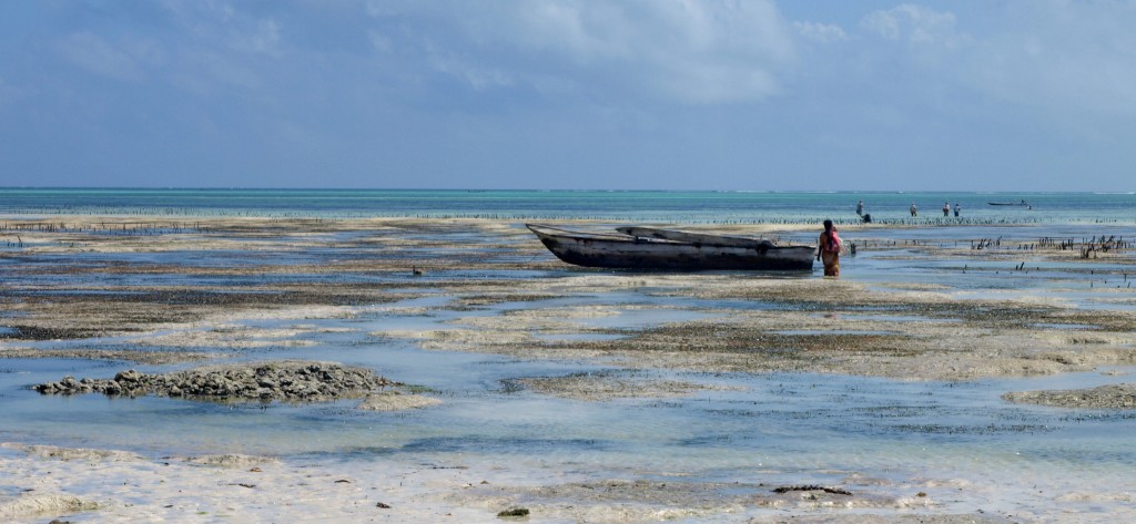 Zdjęcia: Jambiani, Zanzibar, Kolory oceanu, TANZANIA Zdjęcia: Jambiani, Zanzibar, Kolory oceanu, TANZANIA