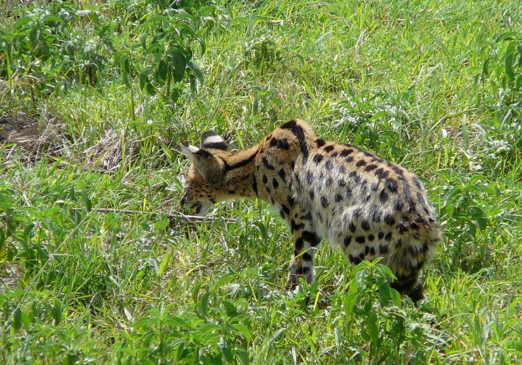 Zdjęcia: trawy sawanny, PN Ngorongoro, Serwal , TANZANIA Zdjęcia: trawy sawanny, PN Ngorongoro, Serwal , TANZANIA
