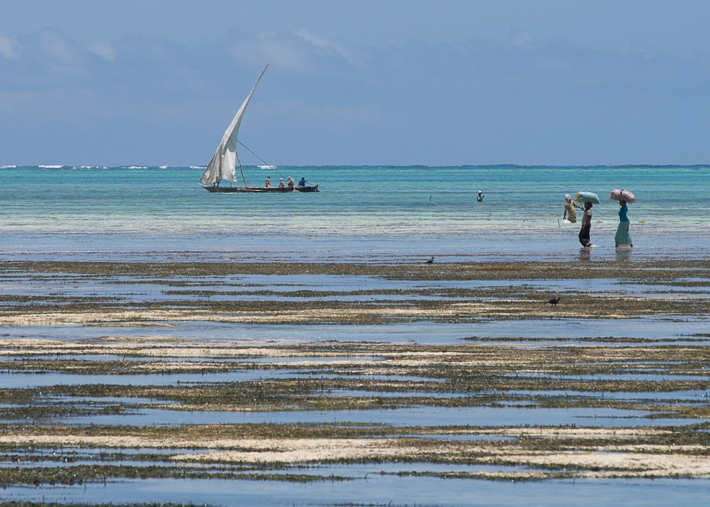 Zdjęcia: Jambiani, Zanzinar, Dhow, TANZANIA Zdjęcia: Jambiani, Zanzinar, Dhow, TANZANIA