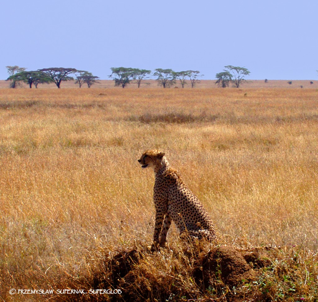 Zdjęcia: Serengeti, Serengeti, Model na wybiegu, TANZANIA Zdjęcia: Serengeti, Serengeti, Model na wybiegu, TANZANIA