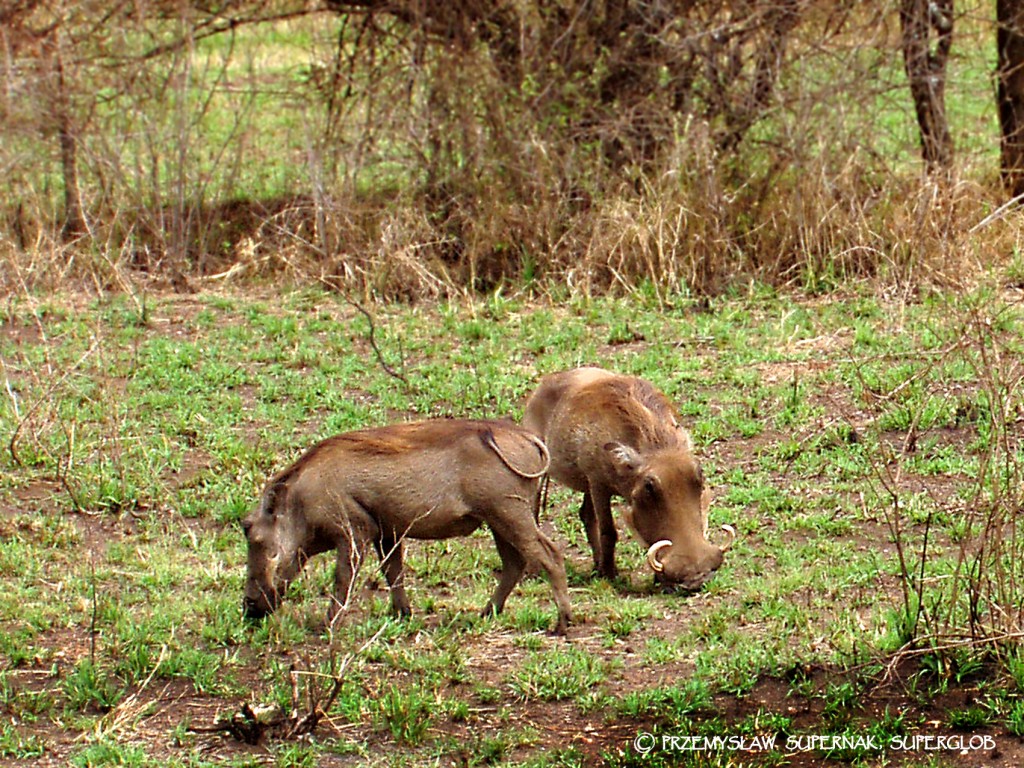 Zdjęcia: Serengeti, Serengeti, Guziec - najbrzydsze zwierzę świata?, TANZANIA Zdjęcia: Serengeti, Serengeti, Guziec - najbrzydsze zwierzę świata?, TANZANIA
