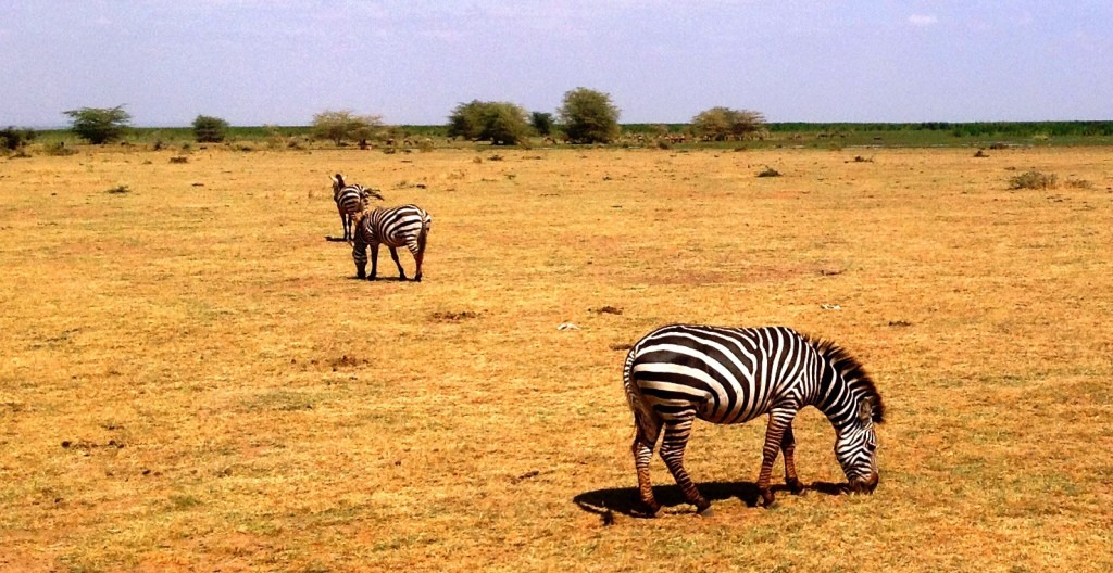 Zdjęcia: Tanzania, Tanzania, Kili34, TANZANIA Zdjęcia: Tanzania, Tanzania, Kili34, TANZANIA