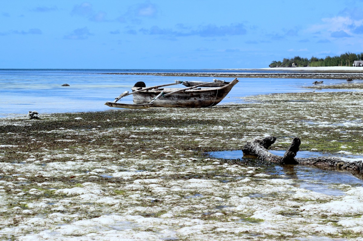 Zdjęcia: Paje, Zanzibar, odpływ, TANZANIA Zdjęcia: Paje, Zanzibar, odpływ, TANZANIA