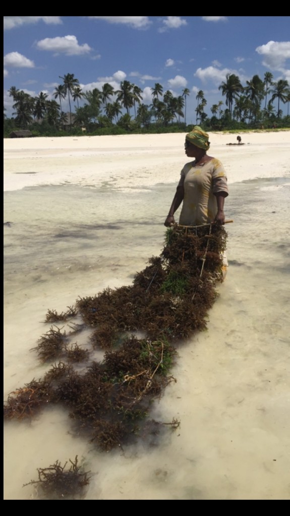 Zdjęcia: Zanzibar, Zanzibar, Zbiór alg, TANZANIA Zdjęcia: Zanzibar, Zanzibar, Zbiór alg, TANZANIA
