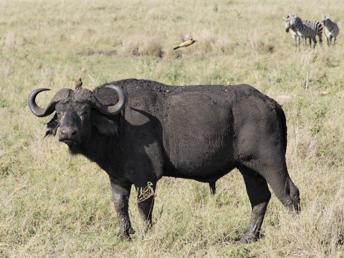 Zdjęcia: Serengeti centralne, Serengeti, poleciał.., TANZANIA Zdjęcia: Serengeti centralne, Serengeti, poleciał.., TANZANIA