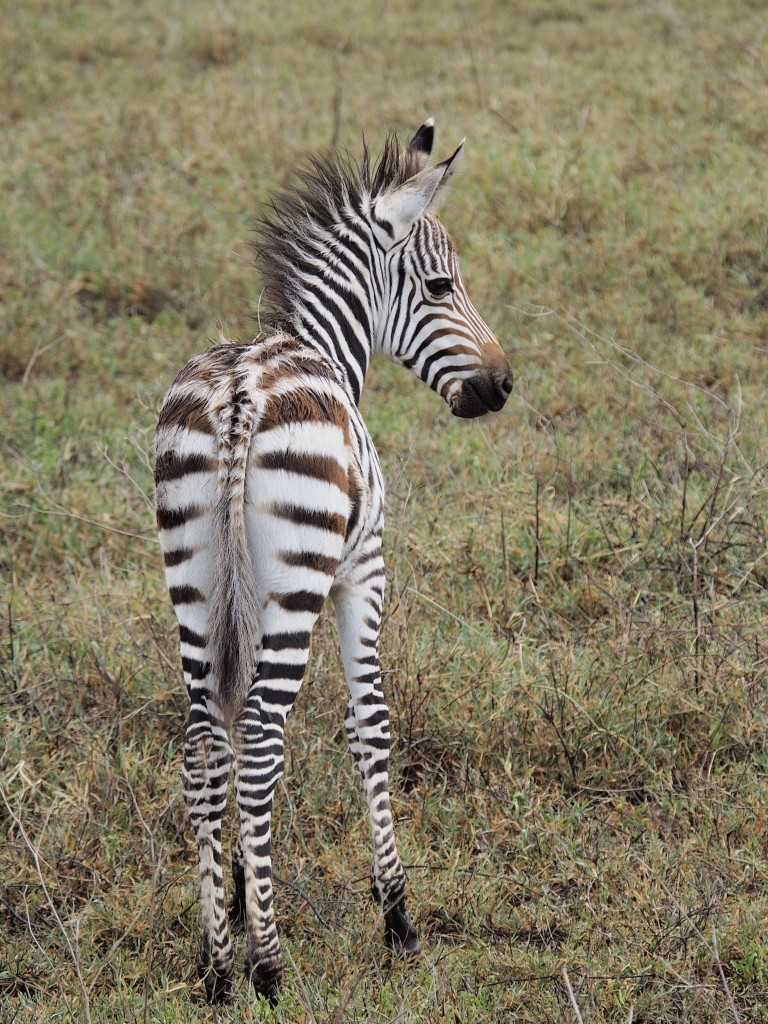 Zdjęcia: Ngorongoro, afryka wschodnia, Dzidzia, TANZANIA Zdjęcia: Ngorongoro, afryka wschodnia, Dzidzia, TANZANIA