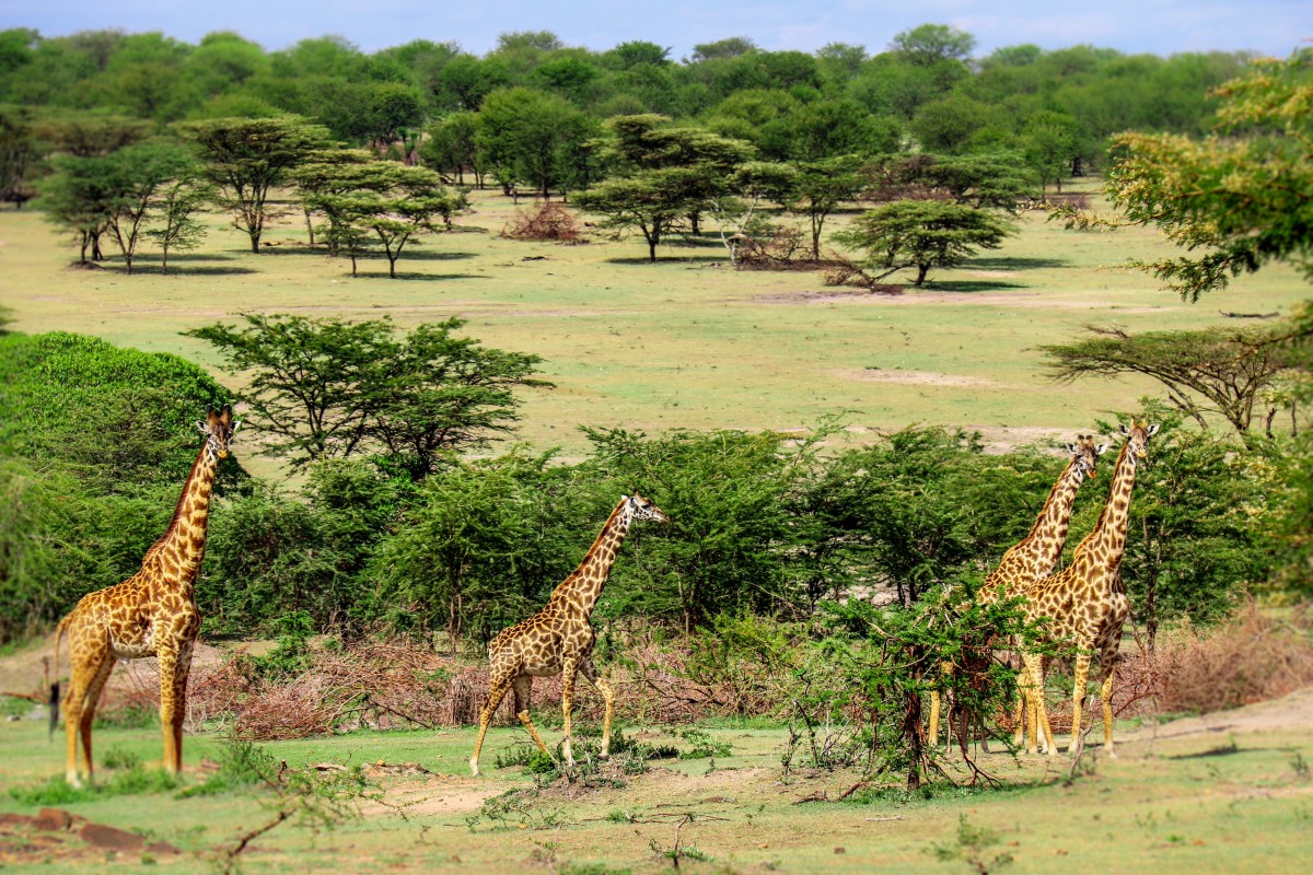 Zdjęcia: Serengeti, Rodzinny spacer po parku, TANZANIA Zdjęcia: Serengeti, Rodzinny spacer po parku, TANZANIA