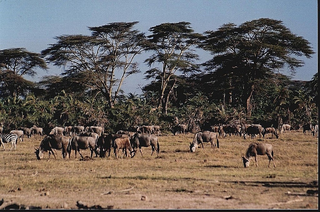 Zdjęcia: j.w., P.N. Jezioro Manyarra, roslinożercy, TANZANIA Zdjęcia: j.w., P.N. Jezioro Manyarra, roslinożercy, TANZANIA
