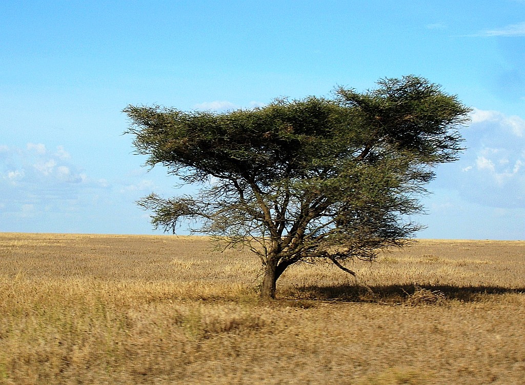 Zdjęcia: j.w., P.N. Serengeti, bezkresna równina, TANZANIA Zdjęcia: j.w., P.N. Serengeti, bezkresna równina, TANZANIA