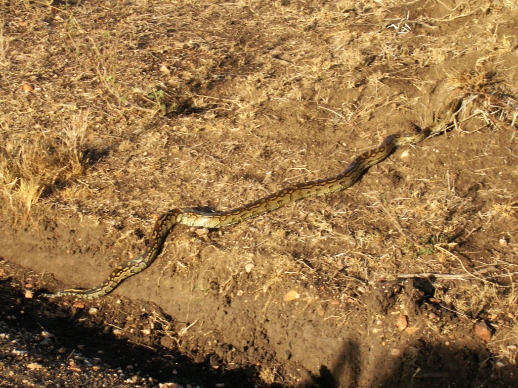 Zdjęcia: j.w., P.N. Serengeti, młody pyton, TANZANIA Zdjęcia: j.w., P.N. Serengeti, młody pyton, TANZANIA