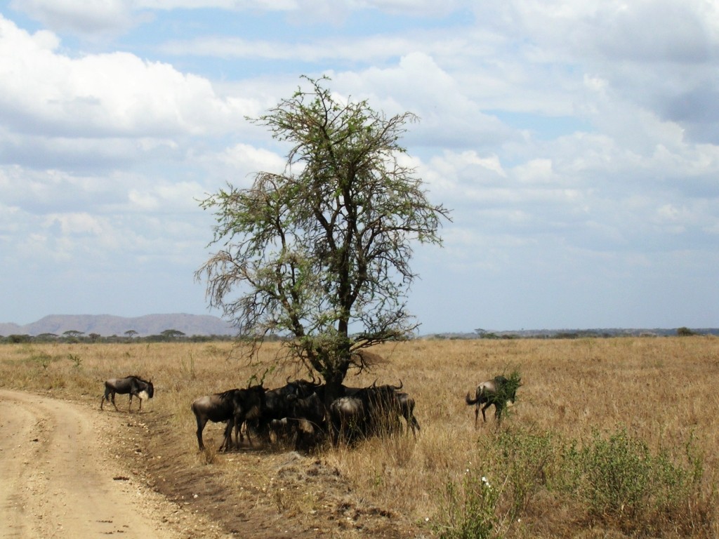 Zdjęcia: j.w., P.N. Serengeti, w samo południe, TANZANIA Zdjęcia: j.w., P.N. Serengeti, w samo południe, TANZANIA
