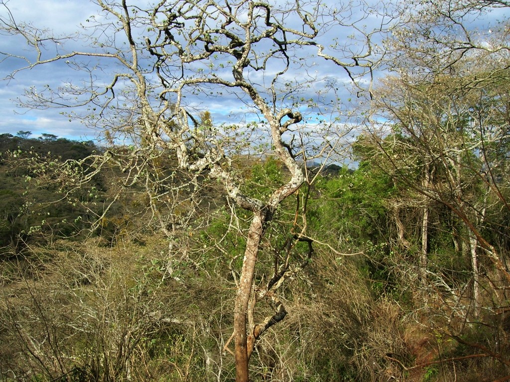 Zdjęcia: j.w., obszar chroniony Ngorongoro, tańzańska dżungla, TANZANIA Zdjęcia: j.w., obszar chroniony Ngorongoro, tańzańska dżungla, TANZANIA