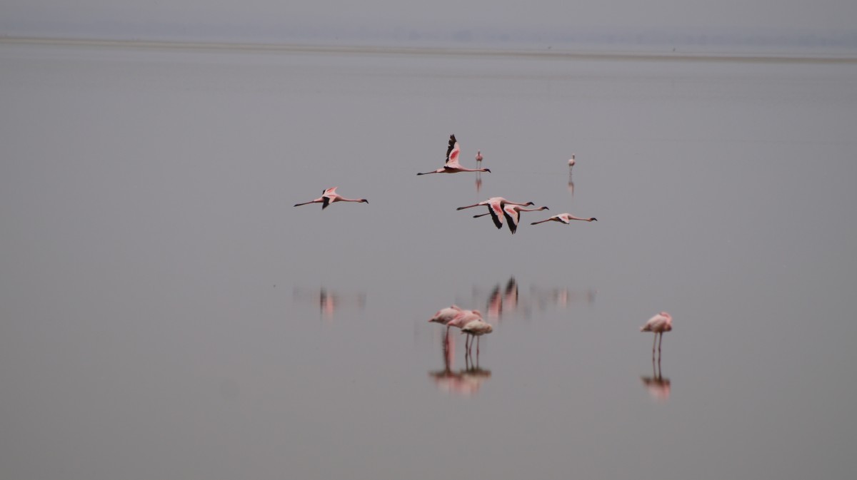 Zdjęcia: Lake Manyara, Lake Manyara, Flamingi, TANZANIA Zdjęcia: Lake Manyara, Lake Manyara, Flamingi, TANZANIA