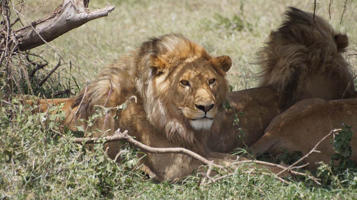 Zdjęcia: Serengeti, Serengeti, Tata czuwa, TANZANIA Zdjęcia: Serengeti, Serengeti, Tata czuwa, TANZANIA