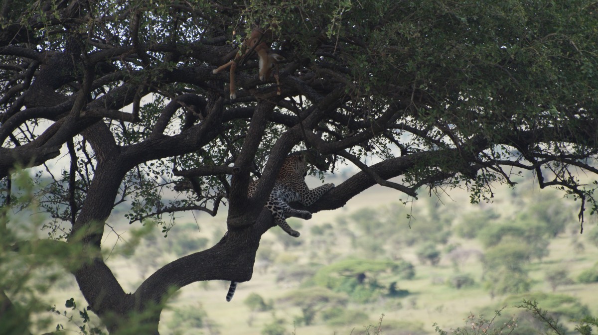 Zdjęcia: Serengeti, Serengeti, Lampart z obiadkiem, TANZANIA Zdjęcia: Serengeti, Serengeti, Lampart z obiadkiem, TANZANIA