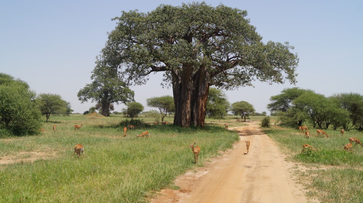 Zdjęcia: Tarangire, Tarangire, Pastwisko pod baobabem, TANZANIA Zdjęcia: Tarangire, Tarangire, Pastwisko pod baobabem, TANZANIA