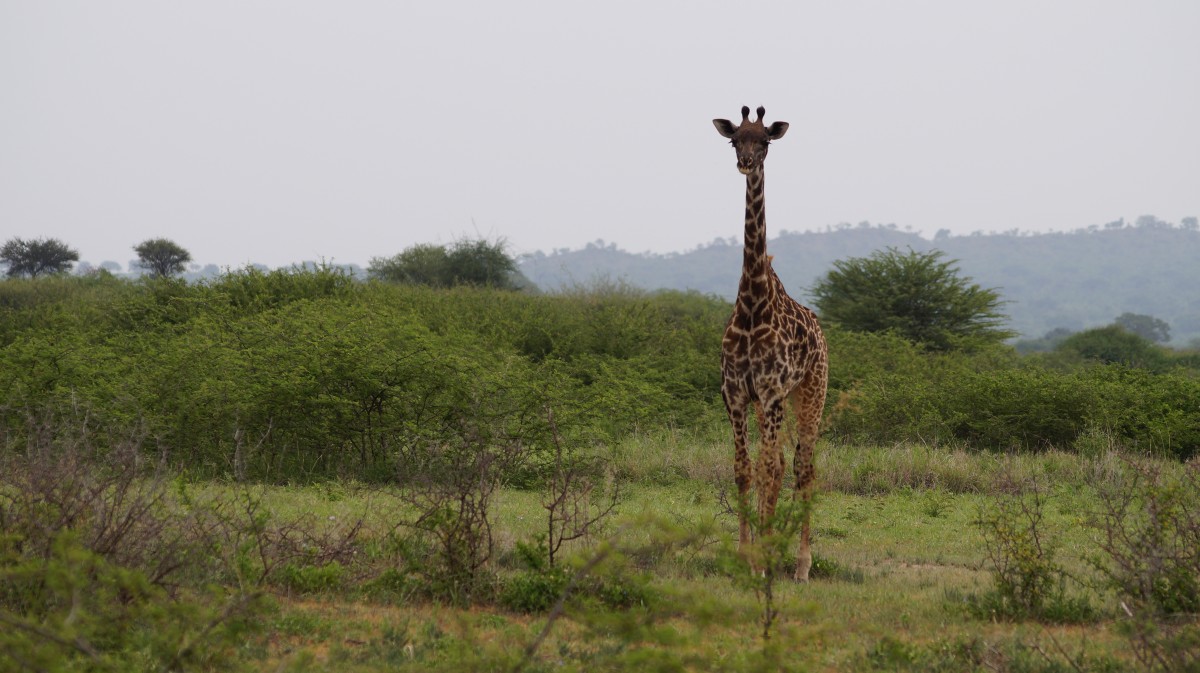 Zdjęcia: Tarangire, Tarangire, Duża jestem, co?, TANZANIA Zdjęcia: Tarangire, Tarangire, Duża jestem, co?, TANZANIA