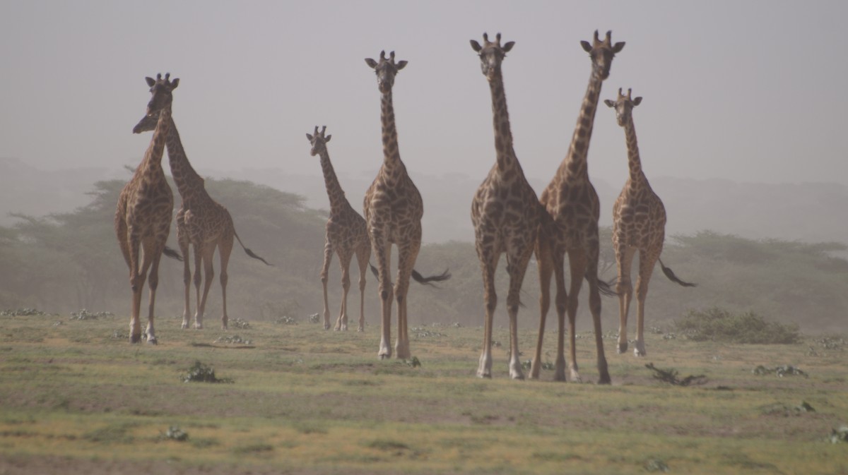 Zdjęcia: Serengeti, Serengeti, Żyrafy w pyle - pora sucha, TANZANIA Zdjęcia: Serengeti, Serengeti, Żyrafy w pyle - pora sucha, TANZANIA