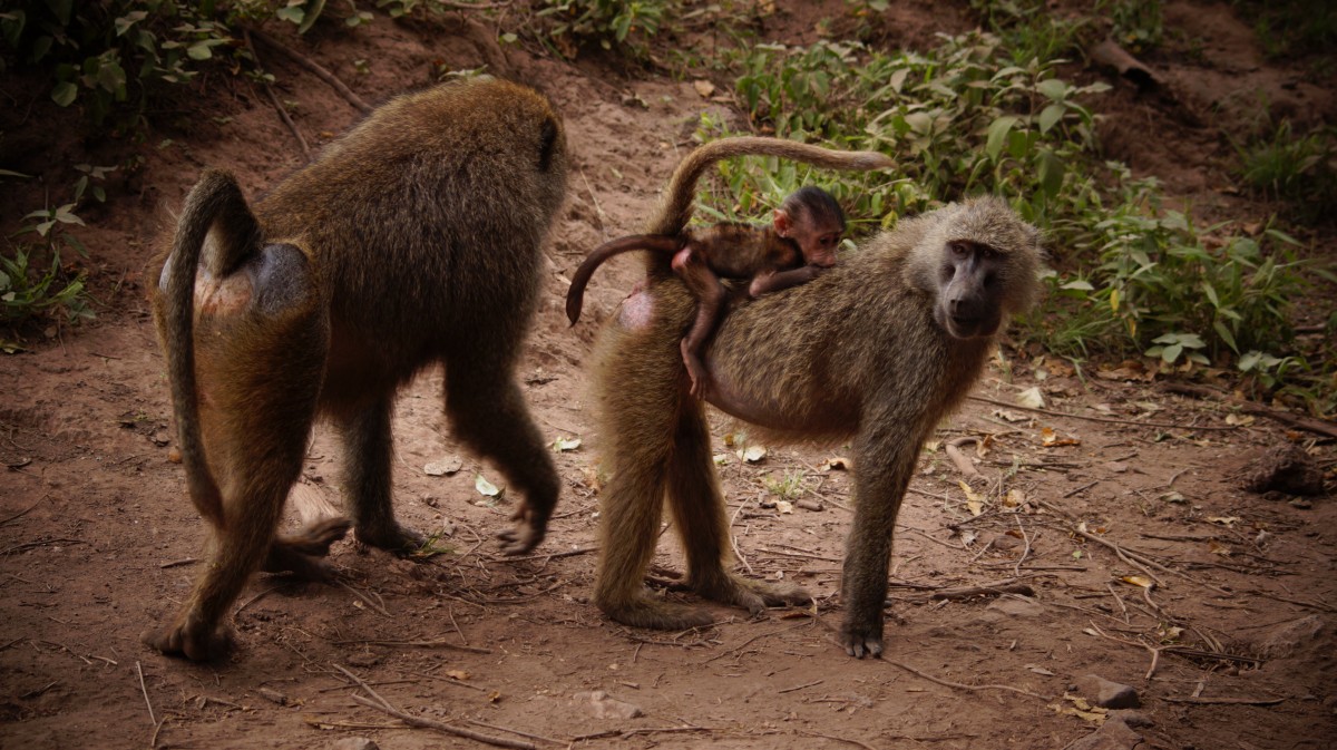 Zdjęcia: Tarangire, Tarangire, Wierzchem, TANZANIA Zdjęcia: Tarangire, Tarangire, Wierzchem, TANZANIA