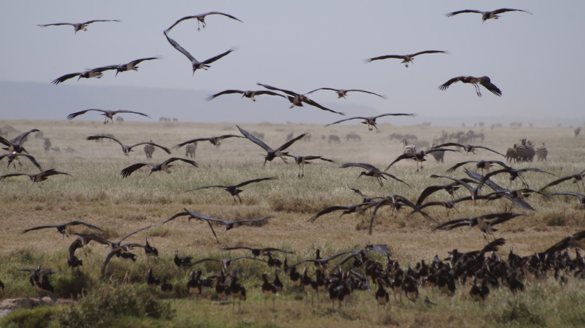 Zdjęcia: Serengeti, Serengeti, Ptaki Hitchcocka, TANZANIA Zdjęcia: Serengeti, Serengeti, Ptaki Hitchcocka, TANZANIA