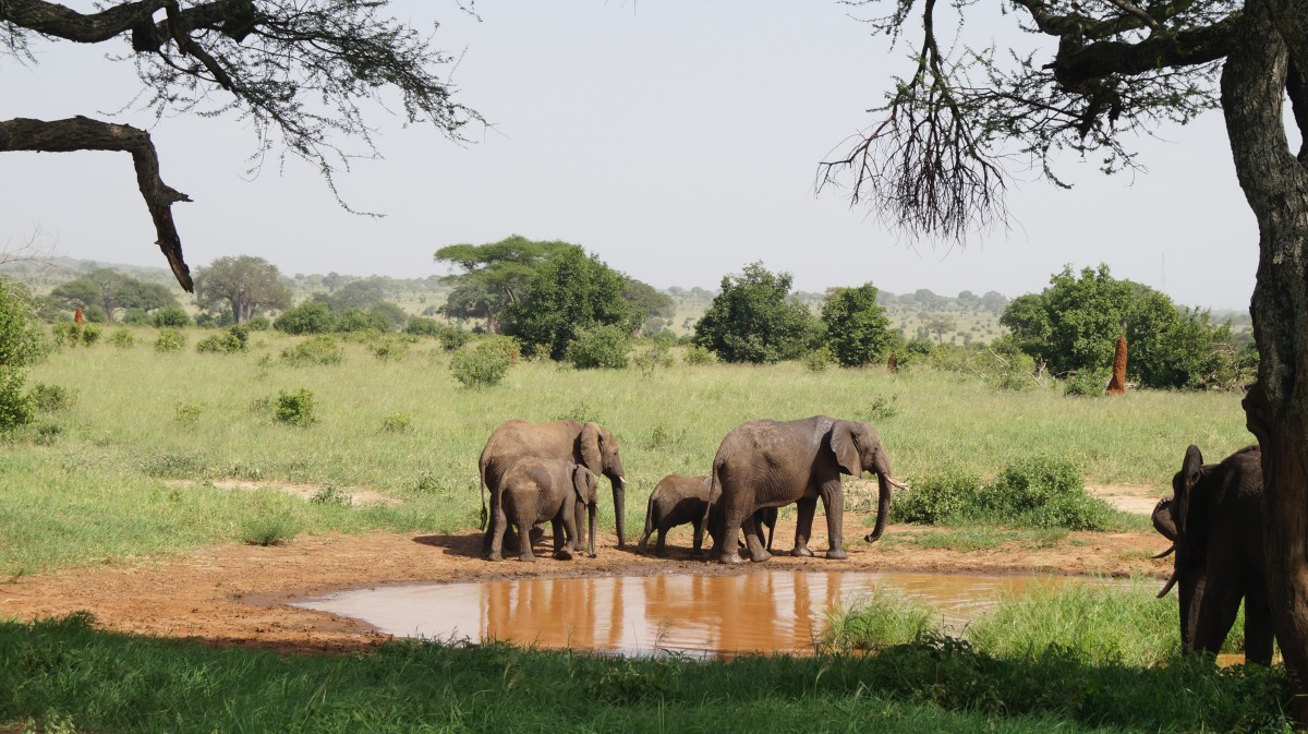Zdjęcia: Tarangire, Tarangire, Słonie u wodopoju, TANZANIA Zdjęcia: Tarangire, Tarangire, Słonie u wodopoju, TANZANIA