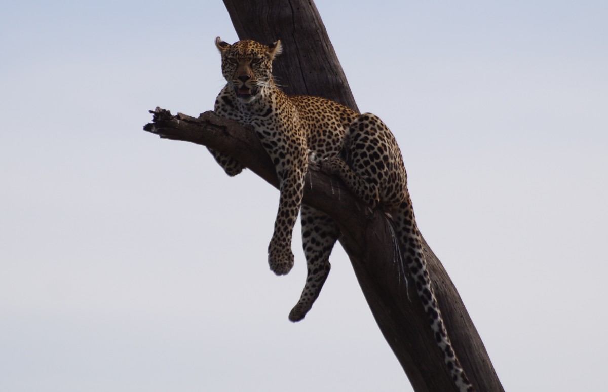 Zdjęcia: Serengeti, Serengeti, Leopard, TANZANIA Zdjęcia: Serengeti, Serengeti, Leopard, TANZANIA