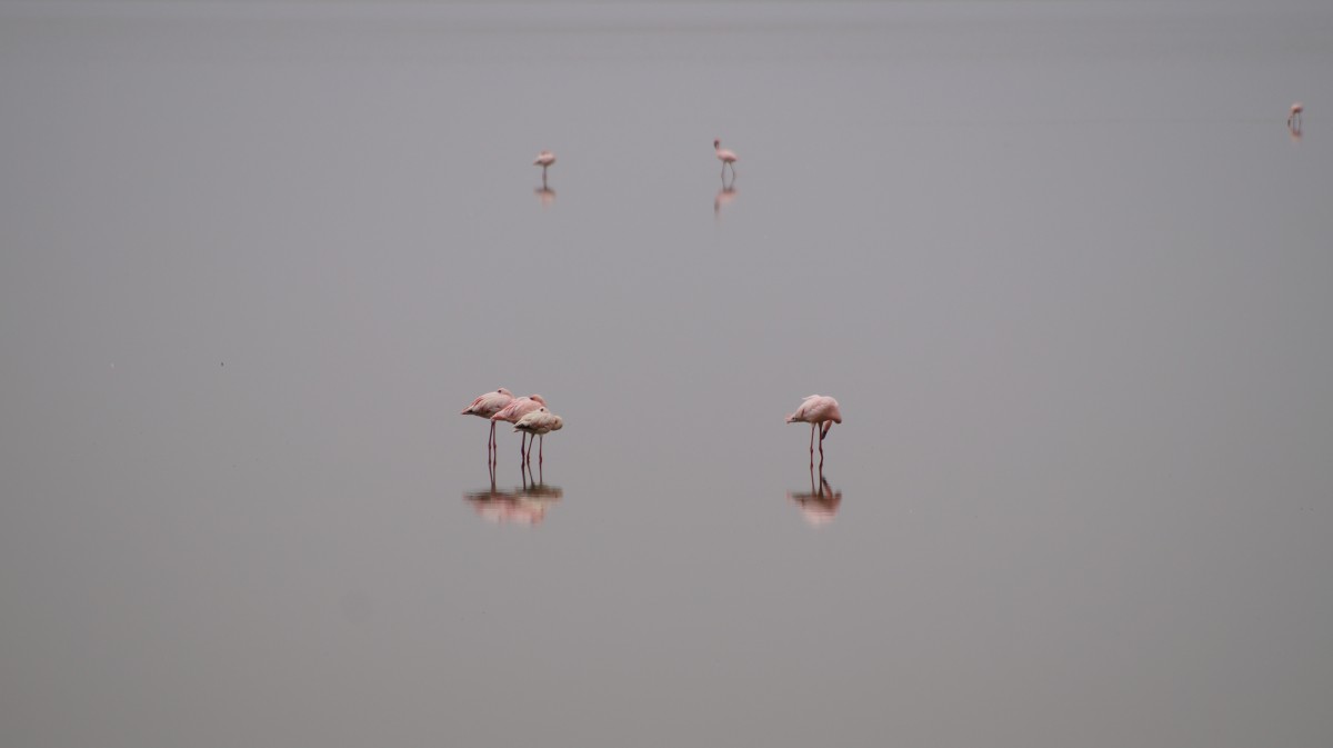 Zdjęcia: Lake Manyara, Lake Manyara, Flamingi, TANZANIA Zdjęcia: Lake Manyara, Lake Manyara, Flamingi, TANZANIA