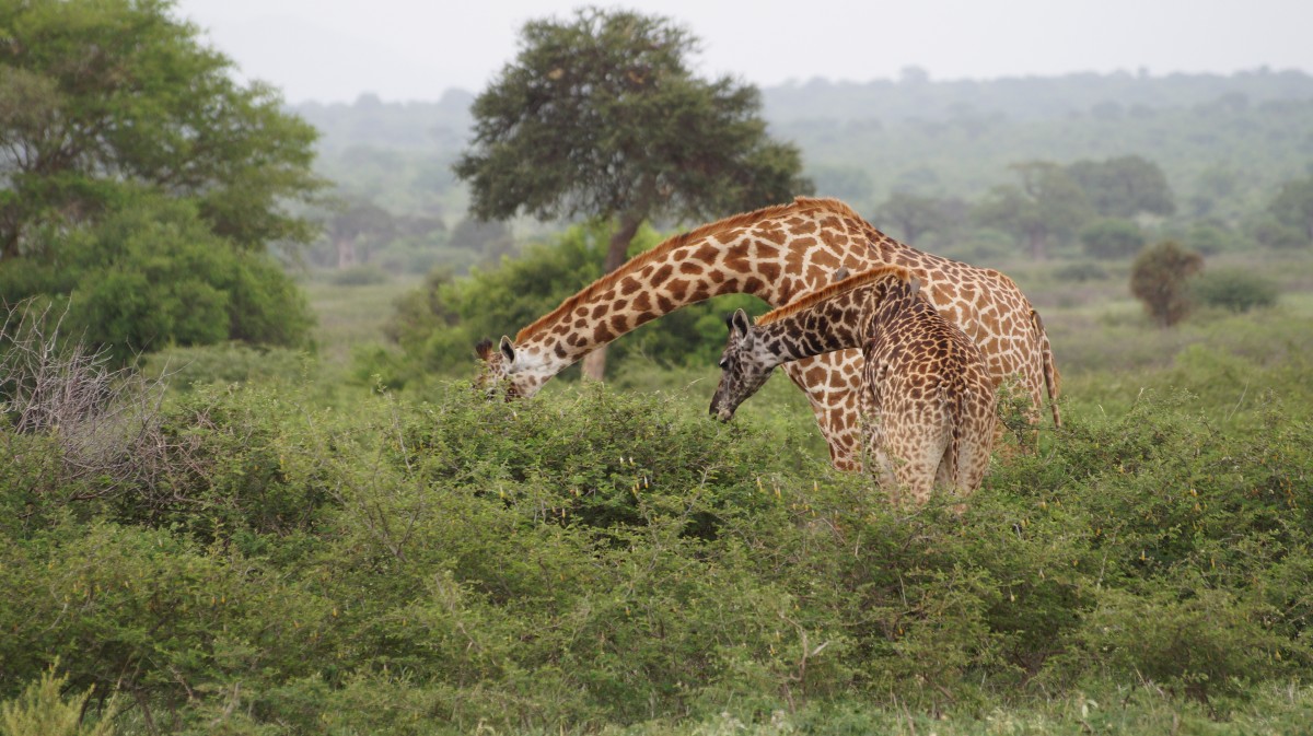 Zdjęcia: Tarangire, Tarangire, Za nisko te krzaczki, TANZANIA Zdjęcia: Tarangire, Tarangire, Za nisko te krzaczki, TANZANIA