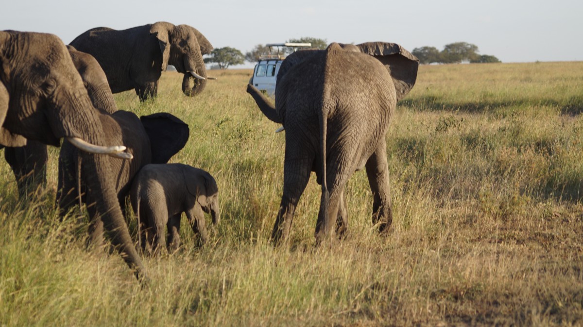 Zdjęcia: Serengeti, Serengeti, Chronią małego słonika, TANZANIA Zdjęcia: Serengeti, Serengeti, Chronią małego słonika, TANZANIA
