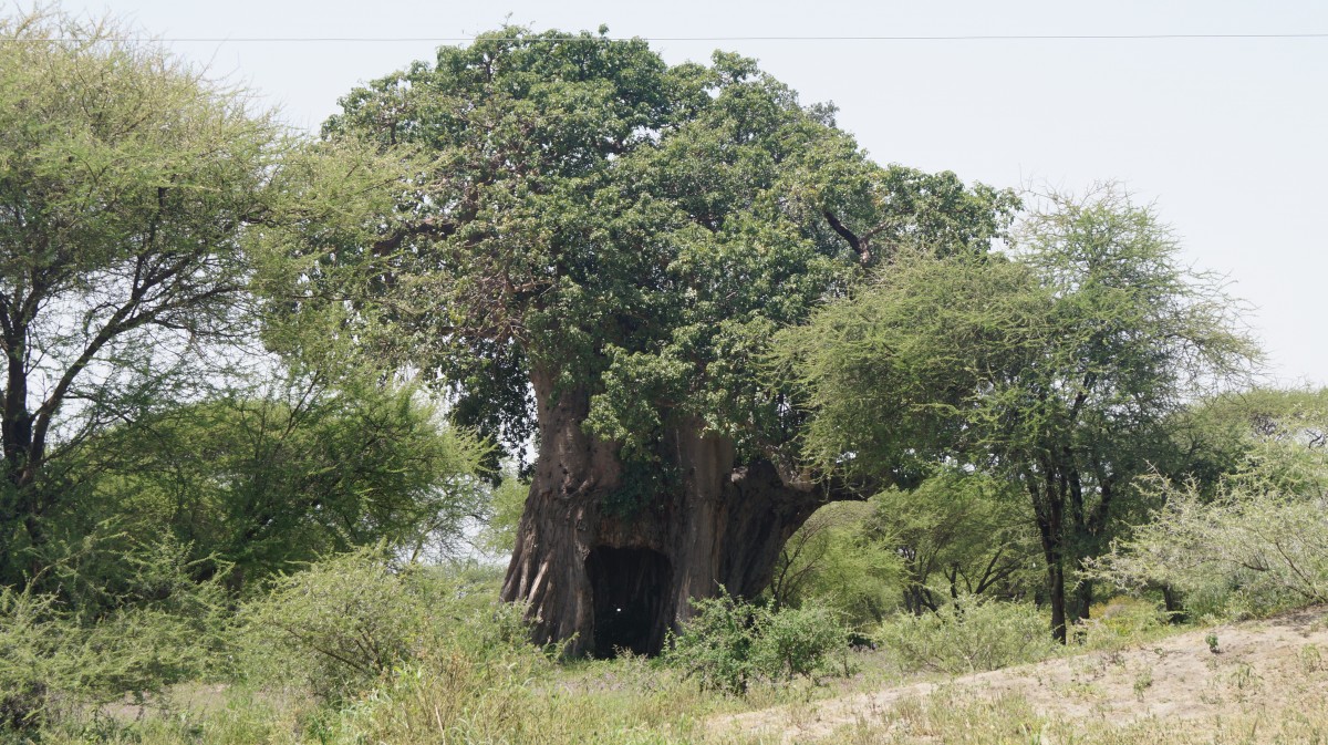 Zdjęcia: Tarangire, Tarangire, Baobab Stasia i Nel, TANZANIA Zdjęcia: Tarangire, Tarangire, Baobab Stasia i Nel, TANZANIA