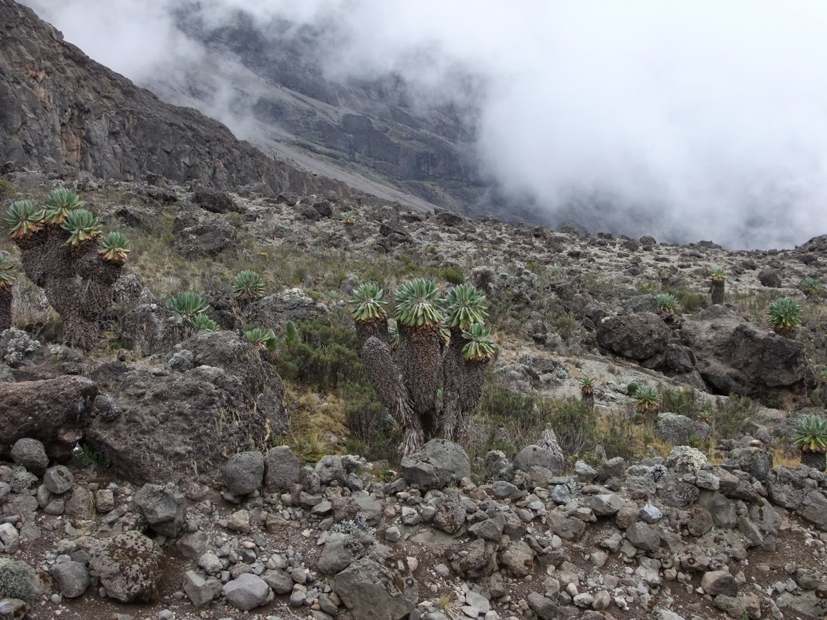 Zdjęcia: Szlak na Kilimandżaro, Kilimandżaro, W drodze na Kilimandżaro, TANZANIA Zdjęcia: Szlak na Kilimandżaro, Kilimandżaro, W drodze na Kilimandżaro, TANZANIA