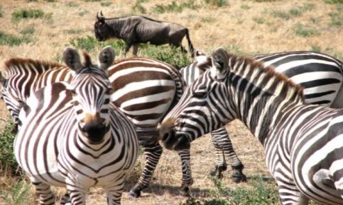 TANZANIA / brak / Ngoro-Ngoro / zebranie..zebr...