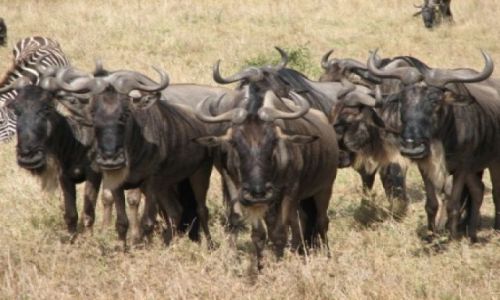 TANZANIA / brak / Serengeti / co by tu jeszcze...