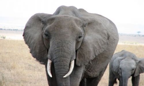 TANZANIA / brak / Serengeti / dokd teraz tato???
