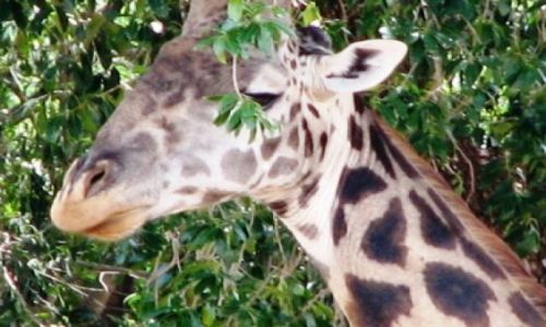 TANZANIA / brak / Serengeti / zyrafa