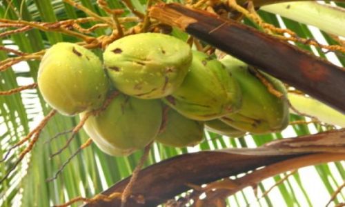Zdjecie TANZANIA / brak / Zanzibar / kokosy