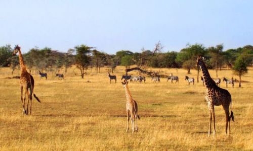 Zdjecie TANZANIA / Serengeti / Serengeti / Rodzina