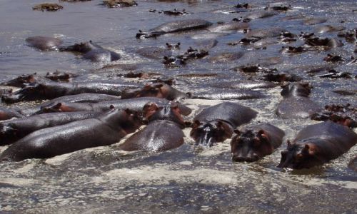 Zdjecie TANZANIA / Serengeti / Serengeti / Nasz jest ten kawaek bajora