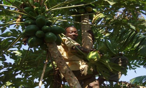 Zdjecie TANZANIA / okolice Jeziora Wiktorii / Butiama / Smacznego
