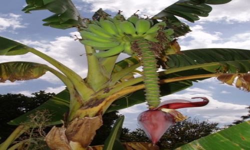 Zdjcie TANZANIA / okolice Jeziora Wiktorii / Butiama / Kwiat bananowca