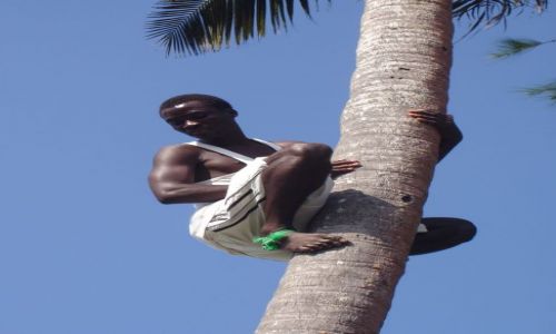 Zdjecie TANZANIA / Zanzibar / plaa w Uroa / Wspinaczka na palm