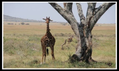 Zdjecie TANZANIA / SERENGETI / SERENGETI / SERENGETI