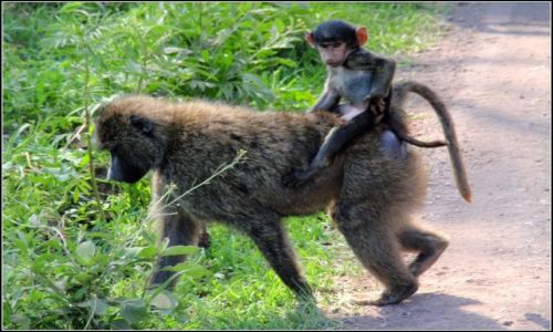 Zdjecie TANZANIA / SERENGETI / NGORONGORO / LUCKY LUKE