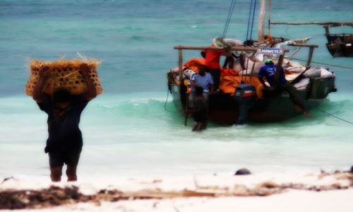 Zdjecie TANZANIA / - / ZANZIBAR / ZANZIBAR