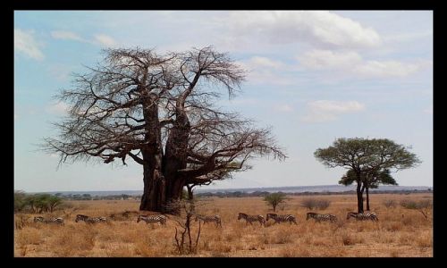 Zdjecie TANZANIA / pnocna Tanzania / P. N. Tarangire / Baobaby i zebry
