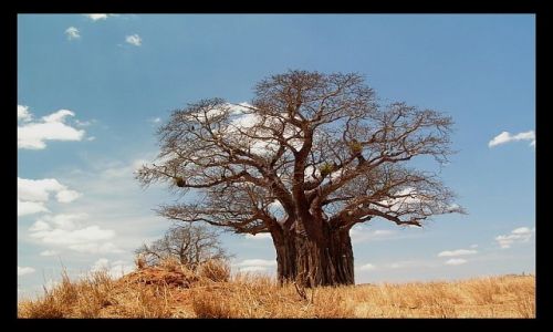Zdjecie TANZANIA / północna Tanzania / P. N. Tarangire / Baobab2