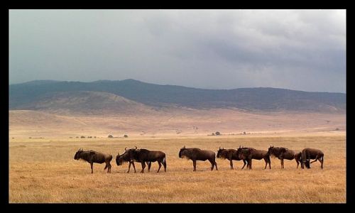 Zdjecie TANZANIA / północna Tanzania / krater Ngorongoro / W grupie bezpieczniej